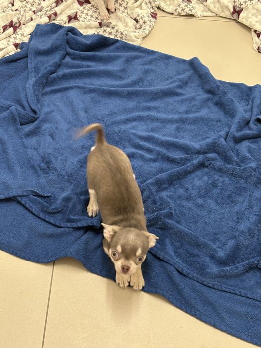 Chłopczyk chihuahua FCI