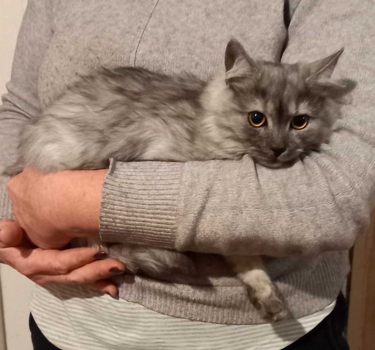 Котики шукають сім'ю!