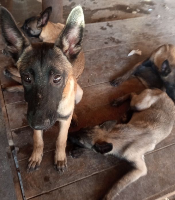 Більгійська вівчарка