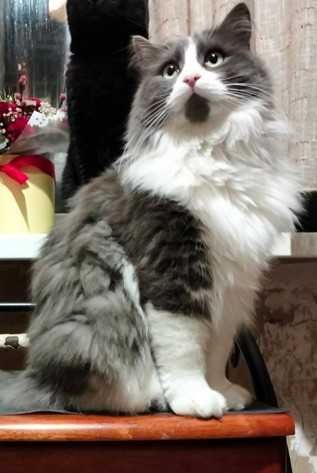 Зник котик, Стонік.