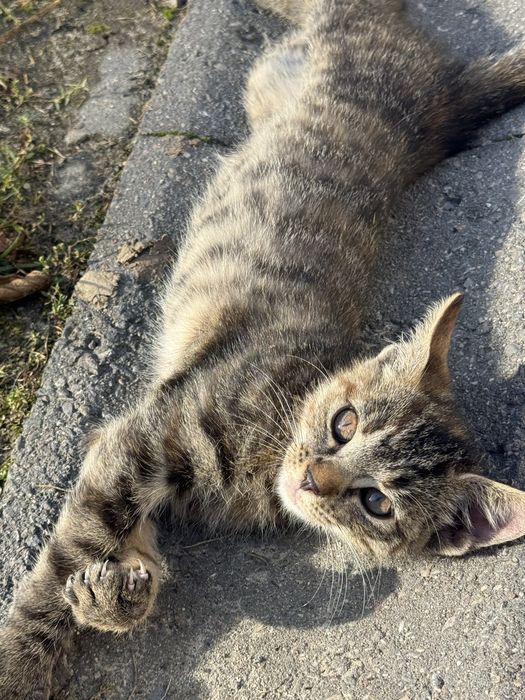 Kotki do adopcji