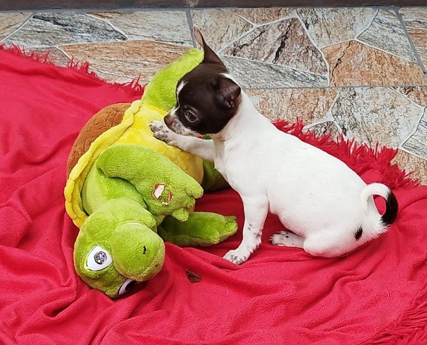 Chihuahua miniaturowa suczka
