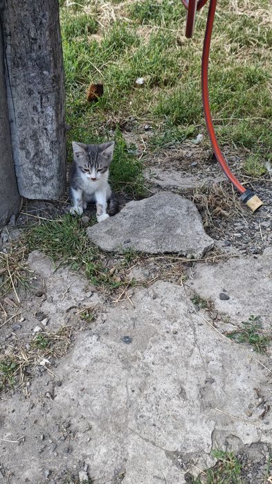 Віддамо кошенят, в добрі руки