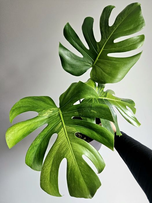 Monstera Lime Mint LF ukorzeniona pędówka