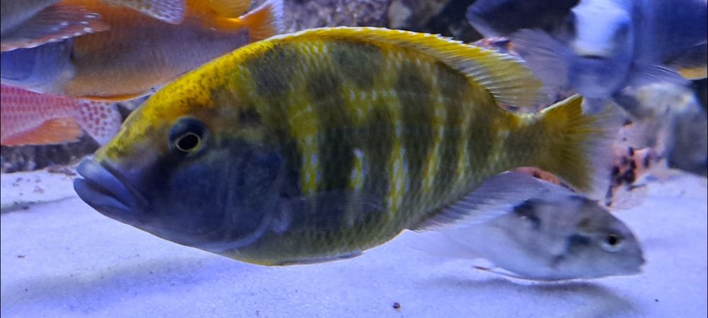 Pyszczak wspaniały Nimbochromis venustus