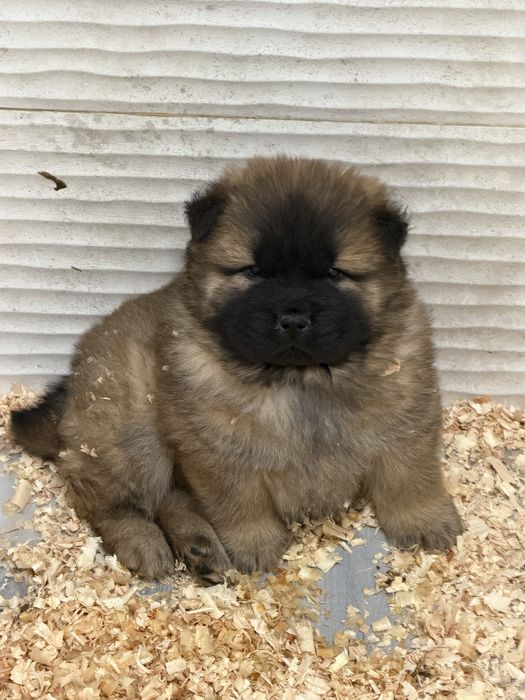 Chow chow Puro Macho
