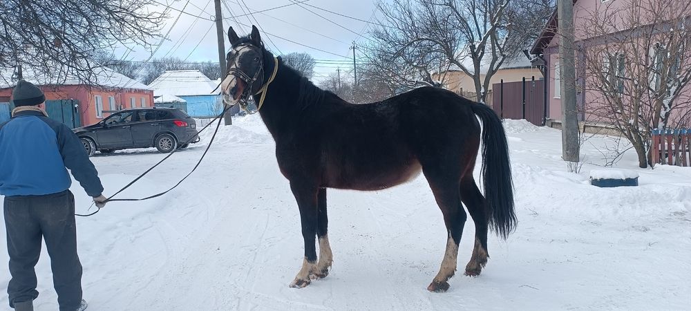 Продажа лошадей г Путивль