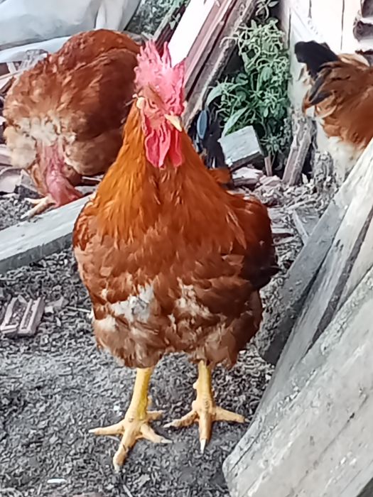 Vendo galos caseiros