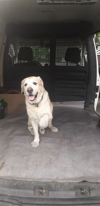 ЗООТАКСИ!Доставка животных.Перевозка собак,кошек,пони,телят,коз и т.д.