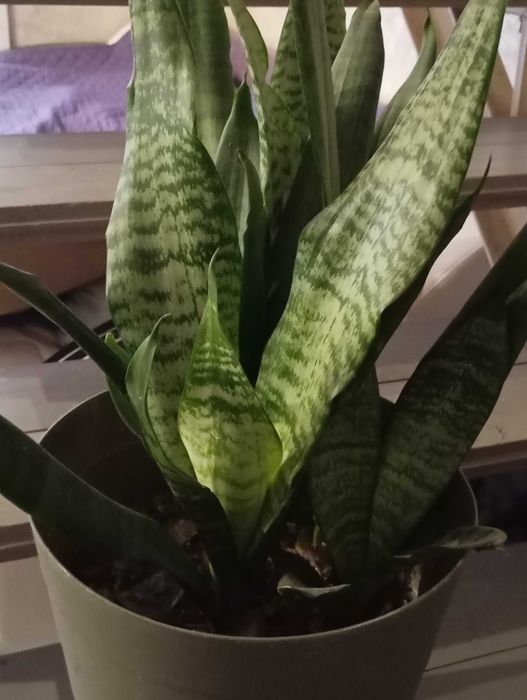 Продам сансевієрію Laurentii