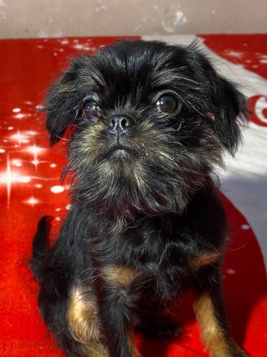 Бельгійськи гріффони