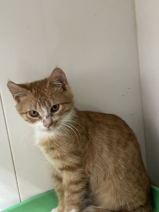 Котенок Симба ищет семью