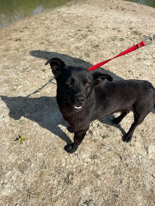 Kleszczyk - mały czarny psiak do adopcji!