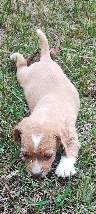 Cachorro para adoção responsável.
