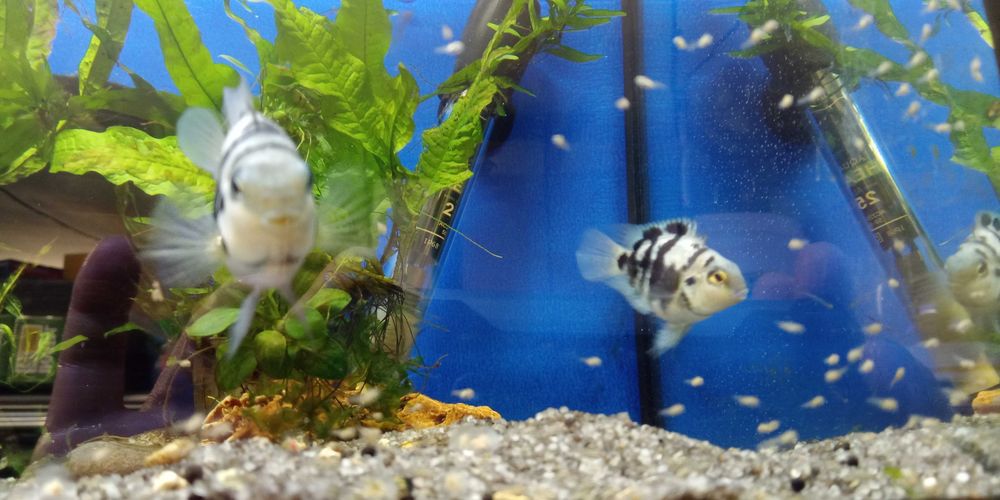 GB Pielęgnica Papuzia Blue Tiger - Hodowla własna - dowóz ryb!