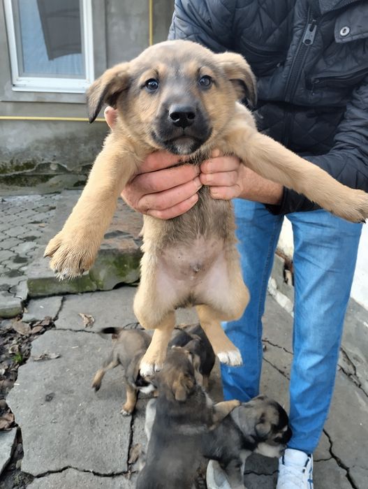 Віддам цуценят в хороші руки.