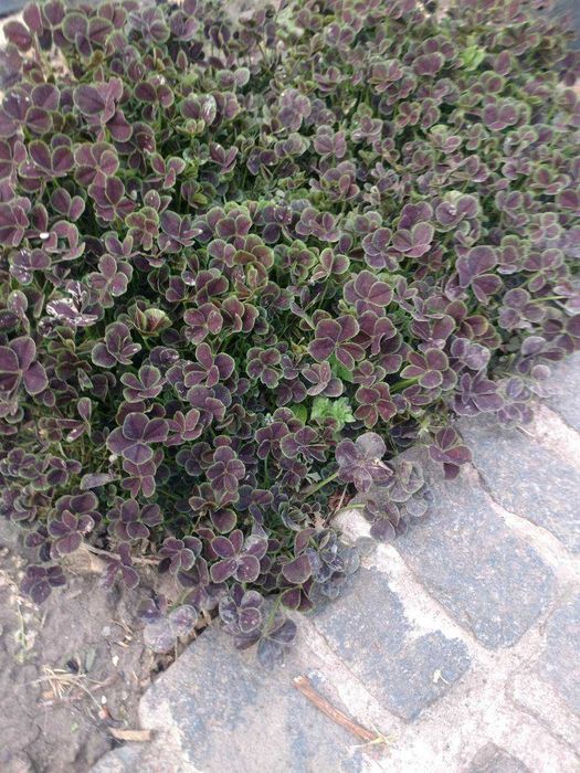 Продам сортову конюшину (клевер) Dark Dancer White.