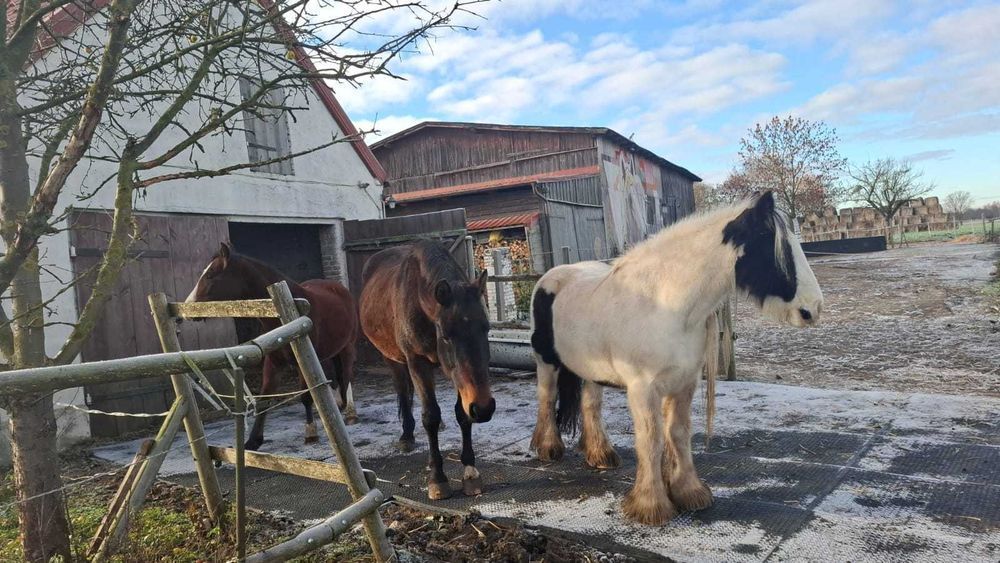 mata dla koni stajenne drenażowa pod konie boks wybieg karuzela myjka ujeżdżalnia 1m2 paśnik ciąg
