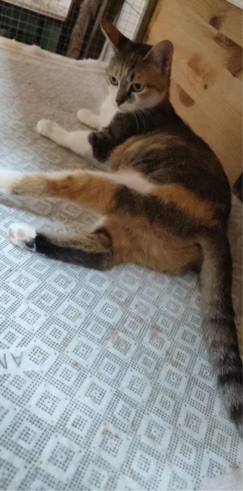 Пристраивает в добрые руки