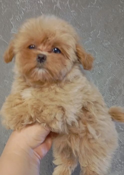 Дівчинка мальтіпу