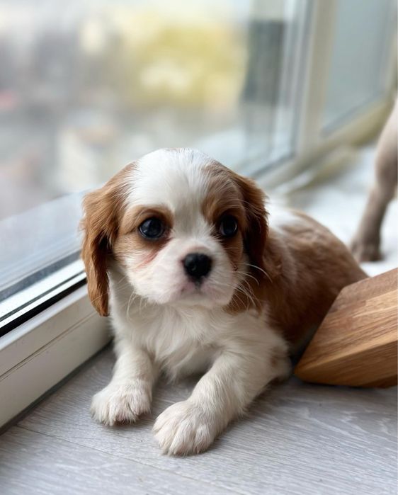 Кавалер кинг чарльз спаниель мальчик