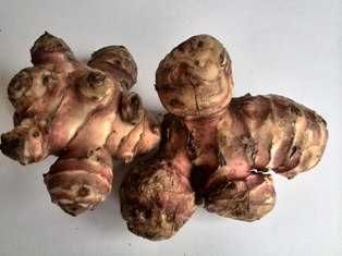 Topinambur Słonecznik bulwiasty na sadzenie.