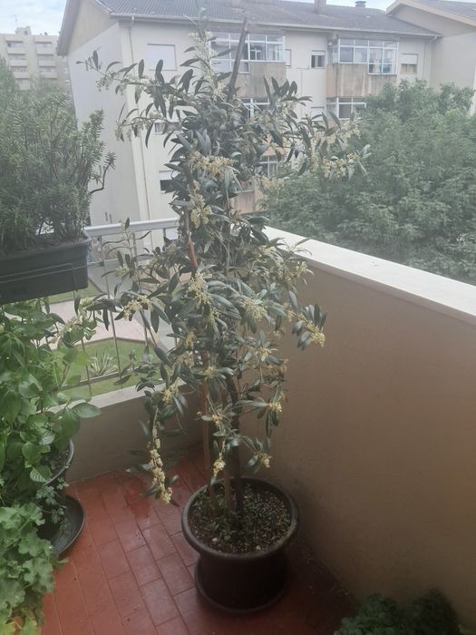 50 € Vendo oliveira  altura 1m e 60 e tal cm
