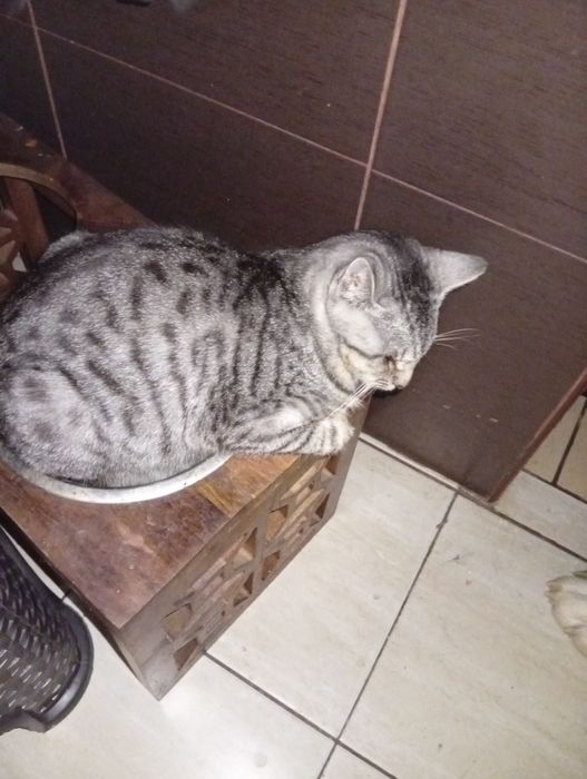 Koty do oddania w dobre ręce