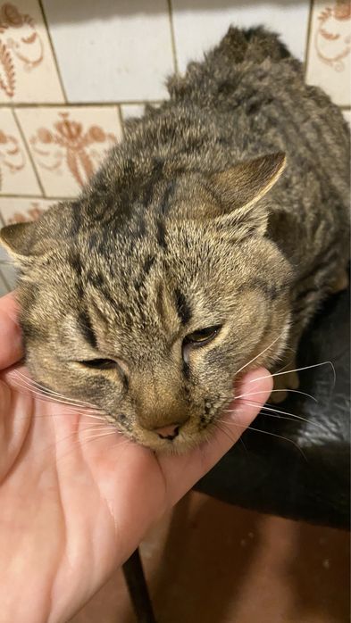 Котик 5-6 месяцев