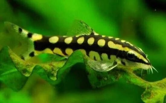 Bocje karlowate 7szt.