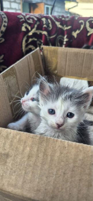 Кошенята котики коти