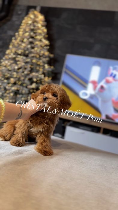 КарамельныйТикап мальчик.Кавапу(мальтипу)микро,Китай.5 месяцев990грамм