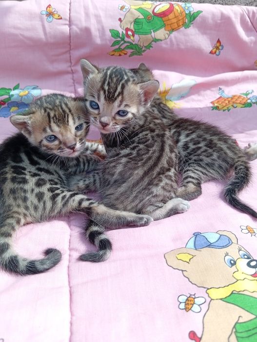 Бенгальские котята шоу класса