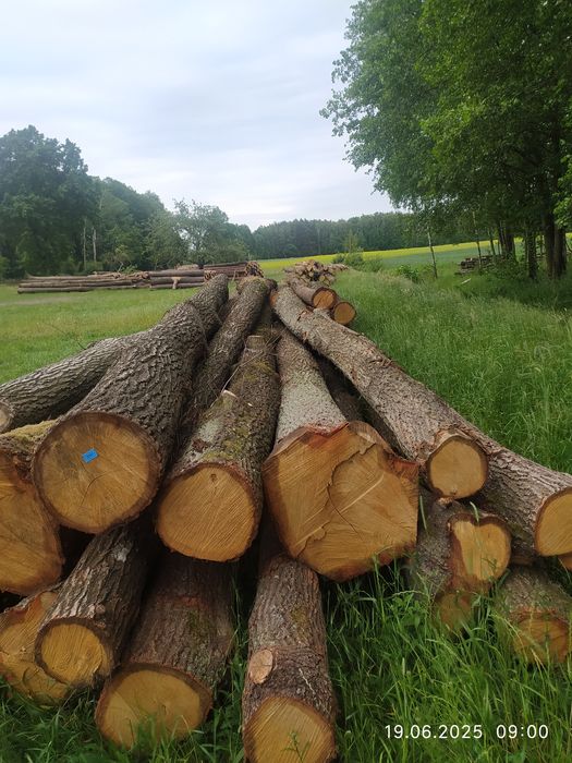 Drzewo , drewno opałowe, opał , drewno tartaczne,dłużyca.