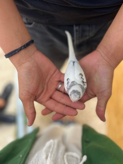 Vendo Piriquitos Australianos