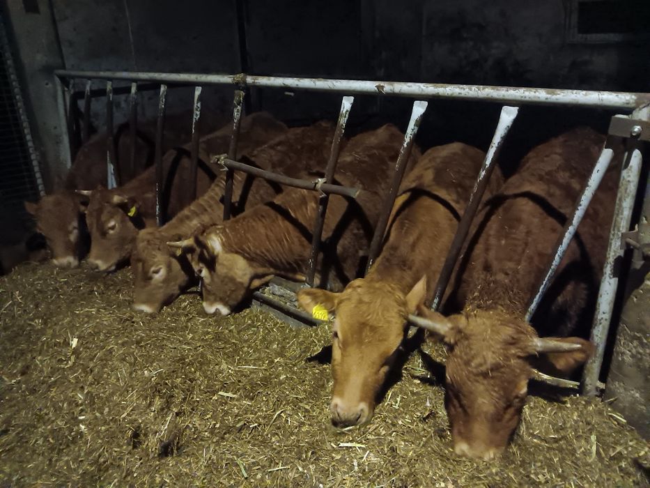 Odsadki Cielaki Limousine jałowki