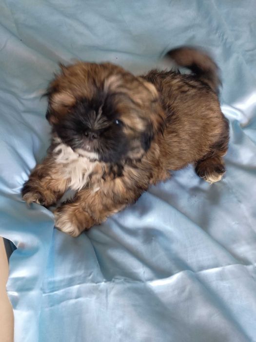 Shih-tzu mini chłopczyk