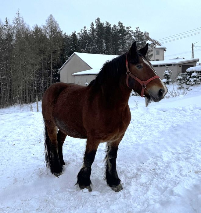 Klacz zimnokrwista PKZ księga główna