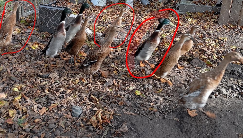 Sprzedam 2 kaczki biegusy i jednego kaczora