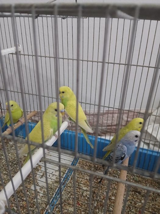 Lindos Piriquitos para mudar de lar