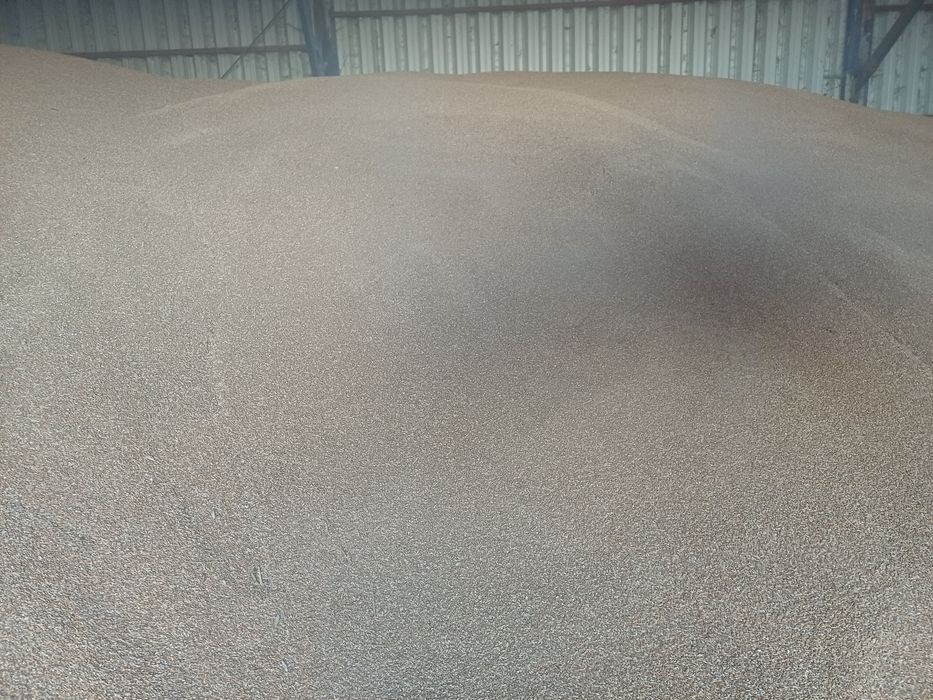 Zboże  pszenica  pszenżyto ilości  tirowe