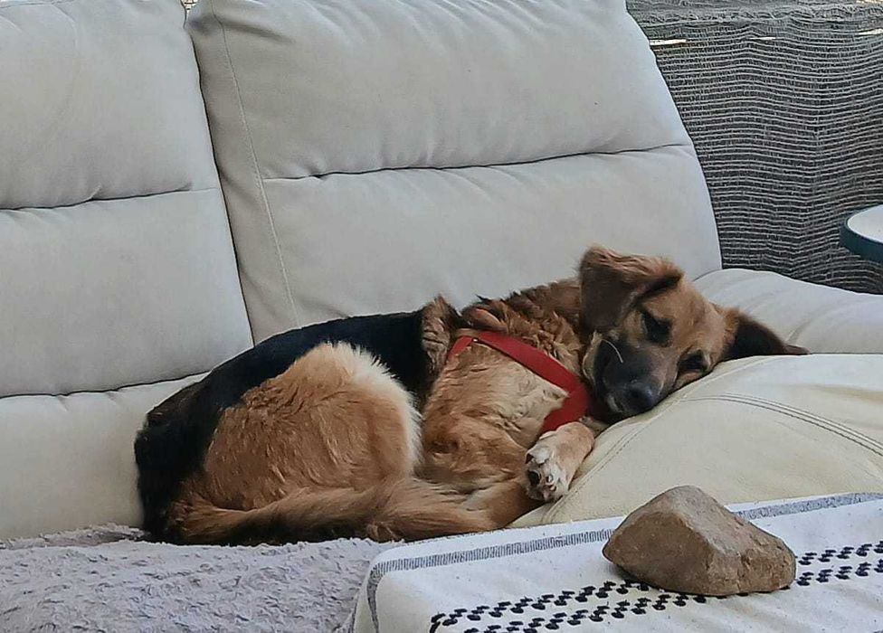 Sliczna młodziutka Molly do adopcji