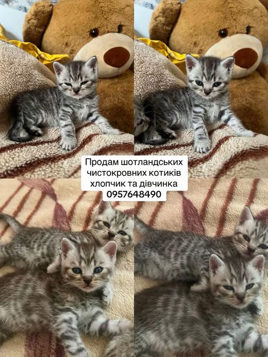 Шотландські коти
