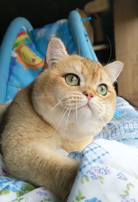 Яркий золотой медведь)Шиншила