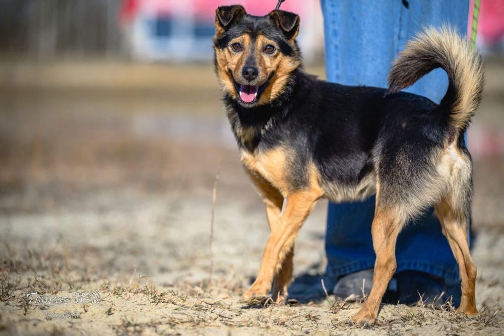 Niby bury, a jednak wesoły - mały Burek do adopcji