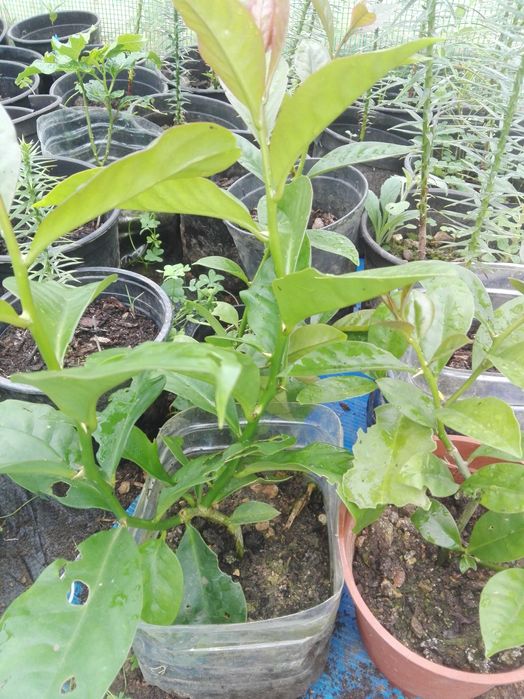 Ora-pro-nóbis é rica em proteínas