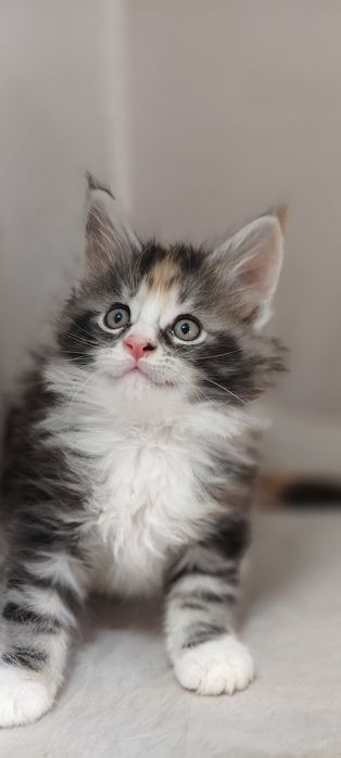 Котята Мейн-Кунята