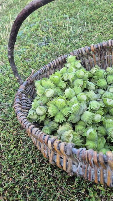 Orzehy laskowe na zielono 10kg, wysyłka paczkomat