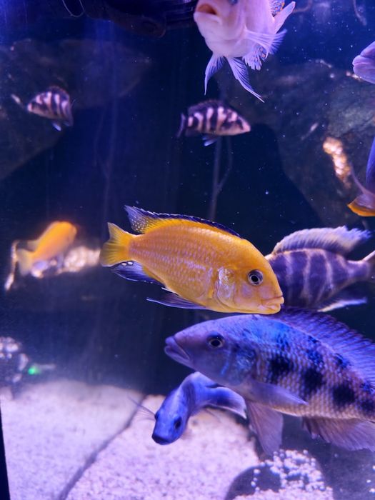 Pyszczak Yellow samiec
