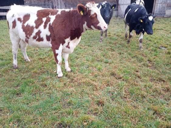 Sprzedam jałówki cielne